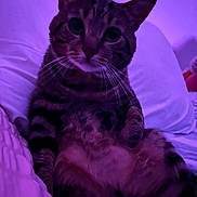 Peter is registered to the contest to win money with this photo: animal, bed, cat, closeup, comfortable, cozy, cute, domestic, feline, fur, indoor, mammal, pet, pillow, portrait, purple_light, relaxing, resting, tabby, whiskers