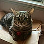 Peter is registered to the contest to win money with this photo: animal, cardboard_box, cat, cute, domestic, feline, fur, house, indoor, looking_at_camera, paw, pet, playful, red_ball, relaxed, resting, striped, tabby_cat, whiskers, window
