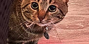 Peter joined the competition — help win amazing prizes! animal, cat, closeup, collar, curious, cute, domestic, ears, eyes, face, fur, furniture, indoor, mammal, paws, pet, tabby, tag, whiskers, wooden_floor