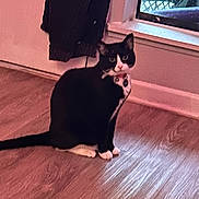 Ashley joined the competition — help win amazing prizes! animal, black_and_white, cat, collar, curious, domestic_cat, feline, flooring, home_interior, house, indoor, jacket, looking, natural_light, pet, quiet, sitting, still_life, window, wooden_floor