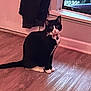 animal, black_and_white, cat, collar, curious, domestic_cat, feline, flooring, home_interior, house, indoor, jacket, looking, natural_light, pet, quiet, sitting, still_life, window, wooden_floor