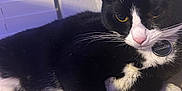 Ashley joined the competition — help win amazing prizes! animal, black_and_white, cat, close_up, collar, domestic_animal, feline, fur, indoor, paw, perch, pet, pink_nose, relaxed, resting, soft_texture, tuxedo_cat, wall, whiskers, window_blinds