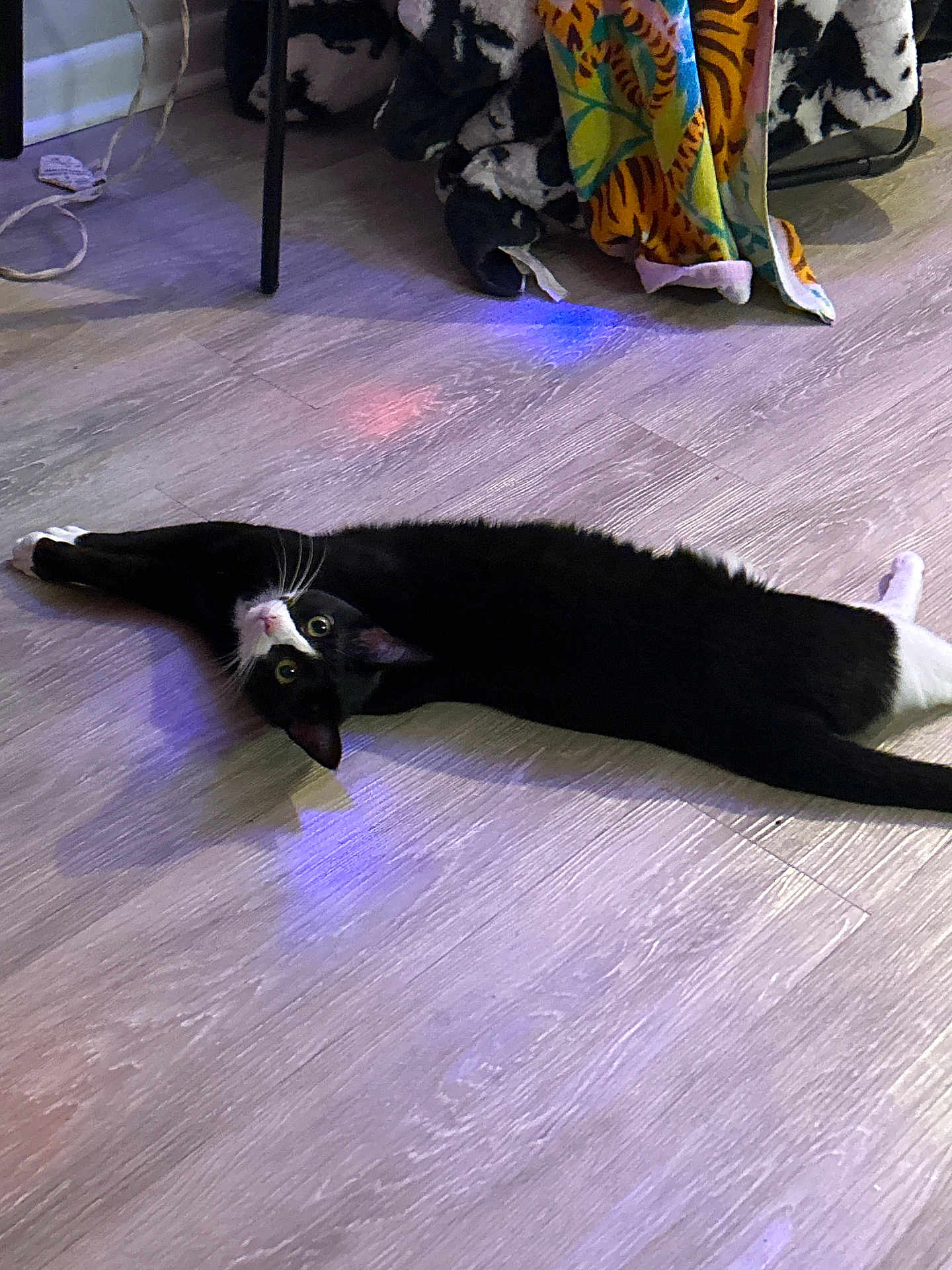 Ashley joined the competition — help win amazing prizes! animal, black_and_white, blanket, cat, chair, colorful, cozy, curious_eyes, domestic_cat, feline, floor, home, indoor, pattern, pet, reflection, relaxed, stretching, whiskers, wooden_floor