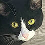 Ashley is registered to the contest to win money with this photo: alert, animal, black_and_white, cat, close_up, cute, domestic_animal, ears, face, feline, floor, fur, indoor, looking, mammal, nose, pet, whiskers, wooden_floor, yellow_eyes