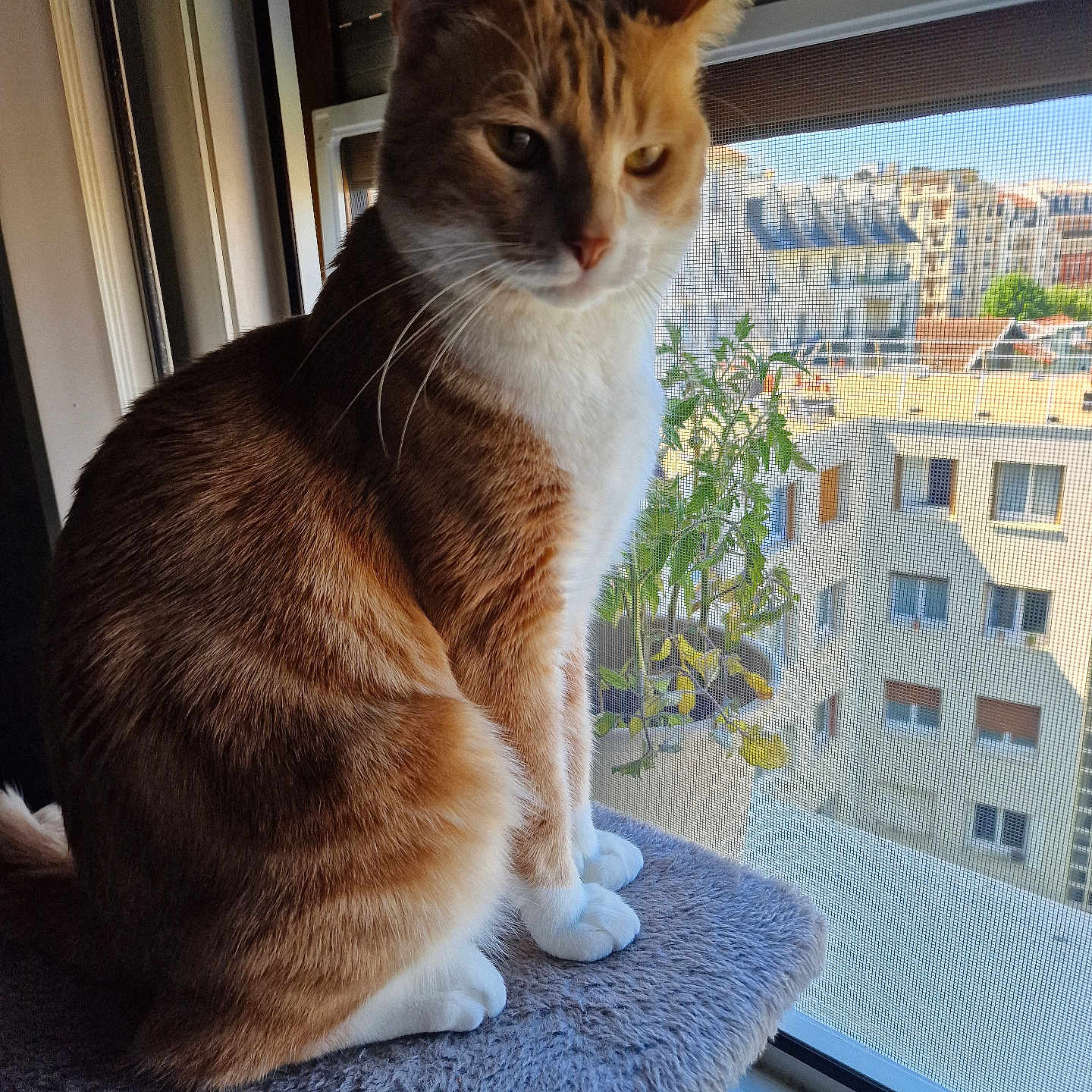 Tigrou participe au concours pour gagner de l'argent avec cette photo : building, cat, daylight, domestic_animal, feline, houseplant, indoor, looking_outside, mesh_screen, orange_cat, perch, pet, plant, sitting, soft_surface, sunlight, urban_view, white_cat, window, window_screen