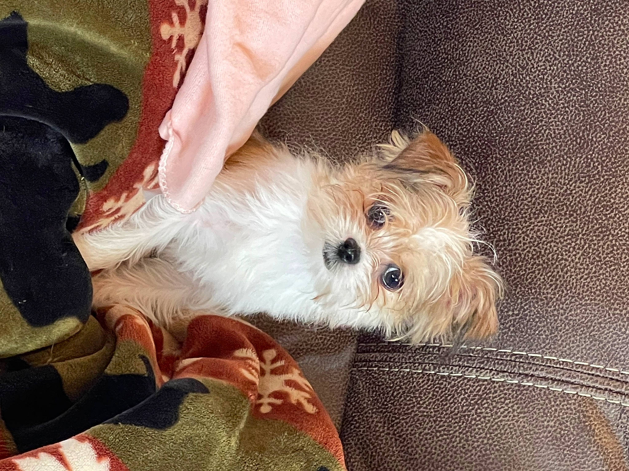 Amber is registered to the contest to win money with this photo: canidae, carnivore, comfort, companion_dog, dog, dog_breed, dog_collar, dog_supply, fawn, fur, maltepoo, non_sporting_group, paw, small_terrier, snout, sporting_group, terrier, toy_dog, working_animal