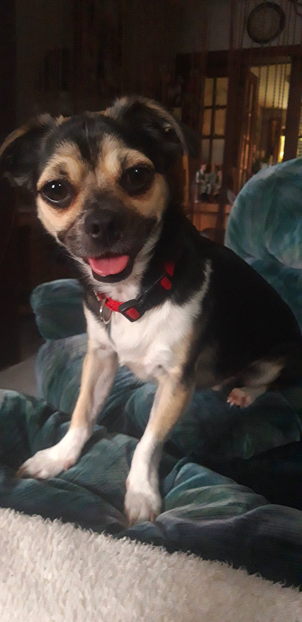 Falco participe au concours pour gagner de l'argent avec cette photo : canidae, carnivore, companion_dog, danish_swedish_farmdog, dog, dog_breed, fawn, feist, mammal, puppy, rat_terrier, snout, sporting_group, whiskers