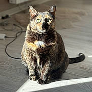 Priska a rejoint le concours — aidez-le/la à gagner de superbes lots ! cat, tortoiseshell, indoor, sunlight, green_eyes, wooden_floor, blurred_background, pet, animal, feline, sitting, shadow, fur, close_up, domestic, cozy, household, natural_light, quiet, calm