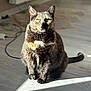 cat, tortoiseshell, indoor, sunlight, green_eyes, wooden_floor, blurred_background, pet, animal, feline, sitting, shadow, fur, close_up, domestic, cozy, household, natural_light, quiet, calm