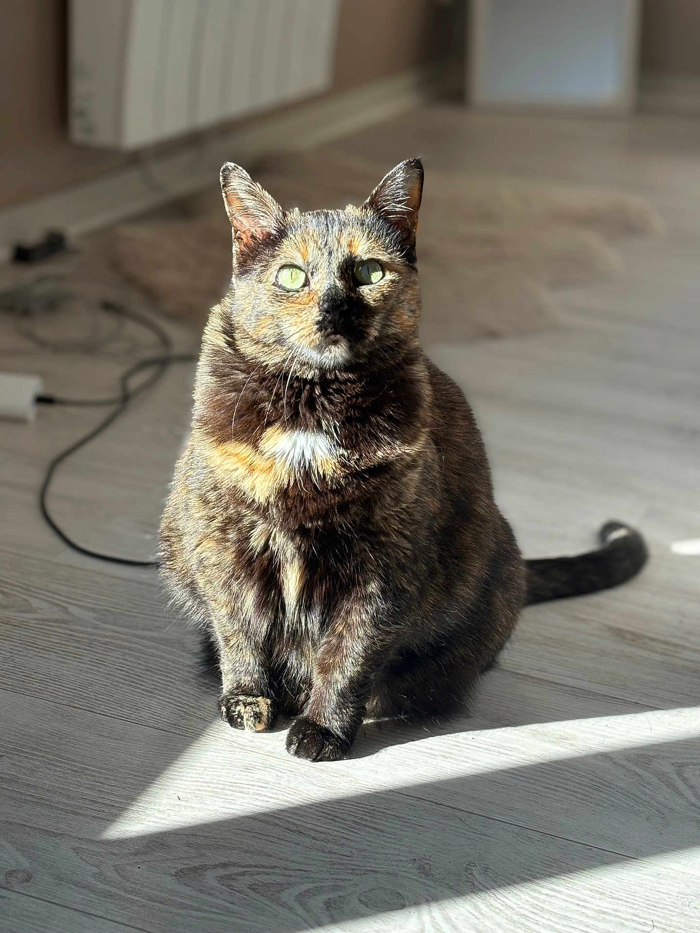 Priska a rejoint le concours — aidez-le/la à gagner de superbes lots ! cat, tortoiseshell, indoor, sunlight, green_eyes, wooden_floor, blurred_background, pet, animal, feline, sitting, shadow, fur, close_up, domestic, cozy, household, natural_light, quiet, calm
