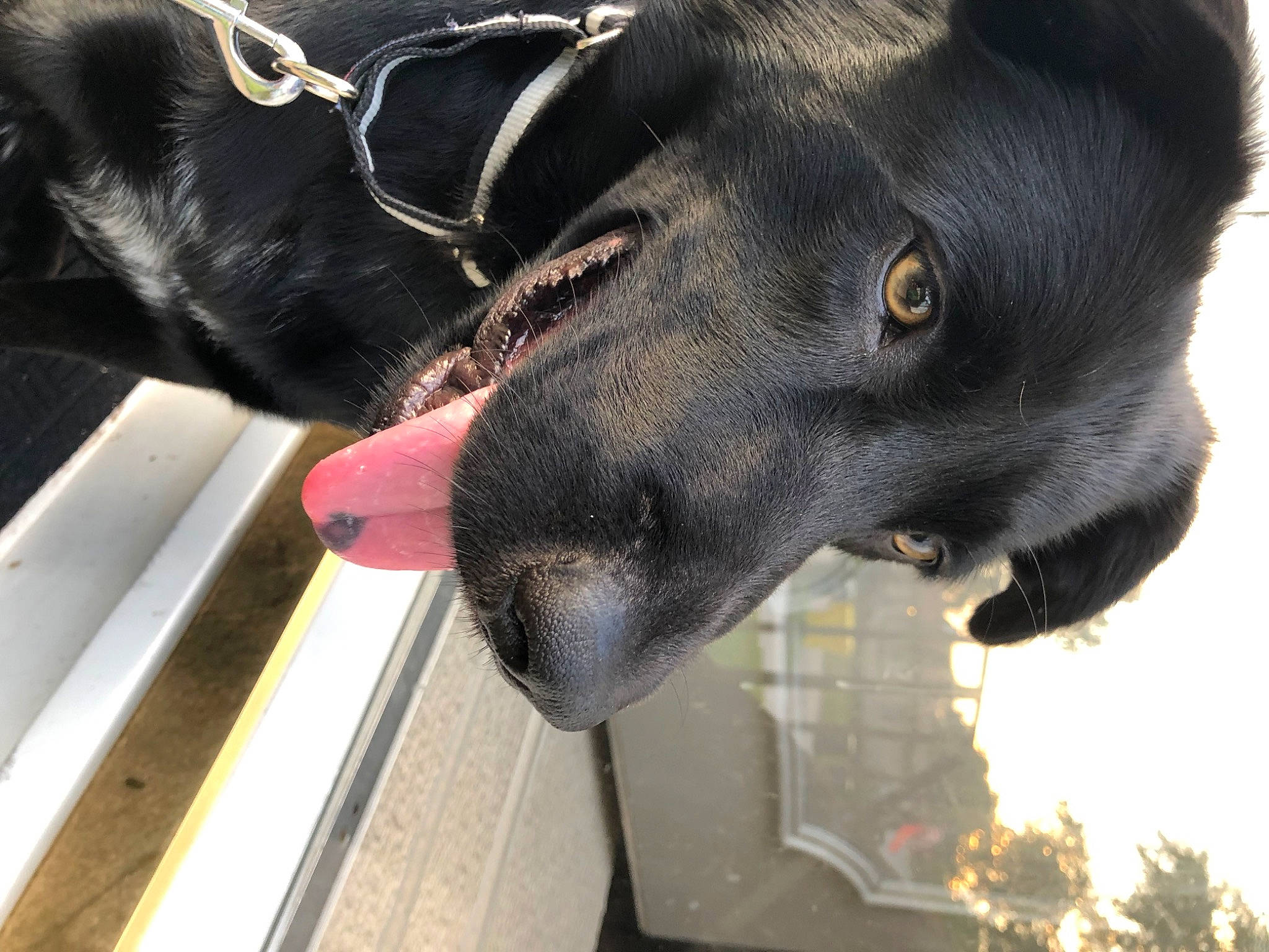 Mike joined the competition — help win amazing prizes! borador, canidae, carnivore, collar, companion_dog, dog, dog_breed, dog_collar, ear, electric_blue, fur, guard_dog, pet_supply, plant, snout, sporting_group, whiskers, window, working_animal, working_dog