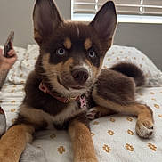 Mocha joined the competition — help win amazing prizes! puppy, dog, blue_eyes, bed, blanket, indoor, pet, fur, ears, collar, paw, resting, curious, animal, cute, young, domestic, furniture, person, hand