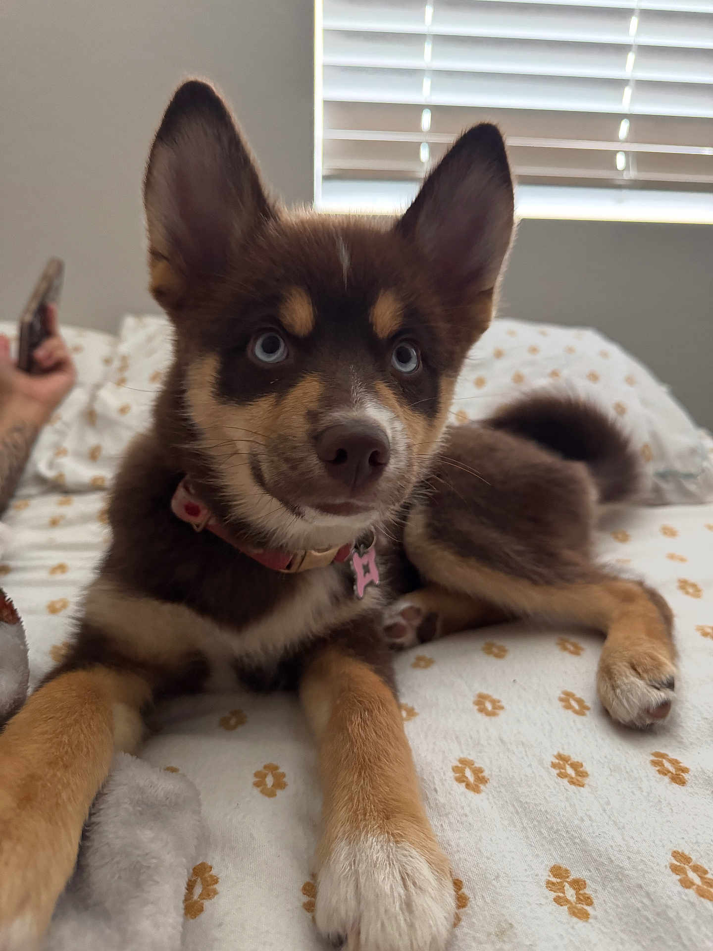 Mocha joined the competition — help win amazing prizes! puppy, dog, blue_eyes, bed, blanket, indoor, pet, fur, ears, collar, paw, resting, curious, animal, cute, young, domestic, furniture, person, hand