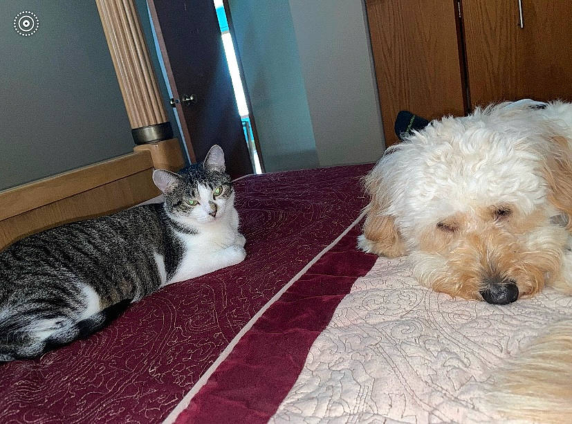 Sadie is registered to the contest to win money with this photo: carnivore, cat, comfort, companion_dog, couch, dog, dog_breed, domestic_short_haired_cat, door, felidae, flooring, fur, labradoodle, paw, small_terrier, small_to_medium_sized_cats, tail, terrier, toy_dog, whiskers