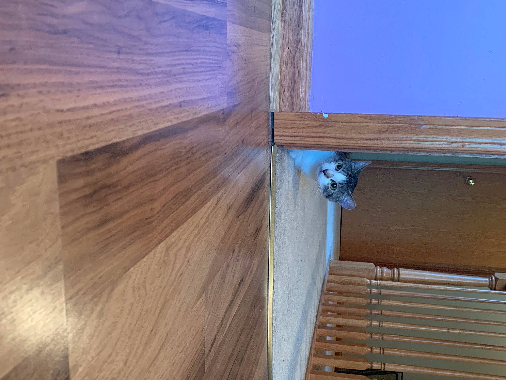 Sadie joined the competition — help win amazing prizes! beam, building, building_material, composite_material, facade, fixture, flooring, hardwood, house, lumber, material_property, pattern, plank, shade, siding, sky, tints_and_shades, window, wood, wood_stain