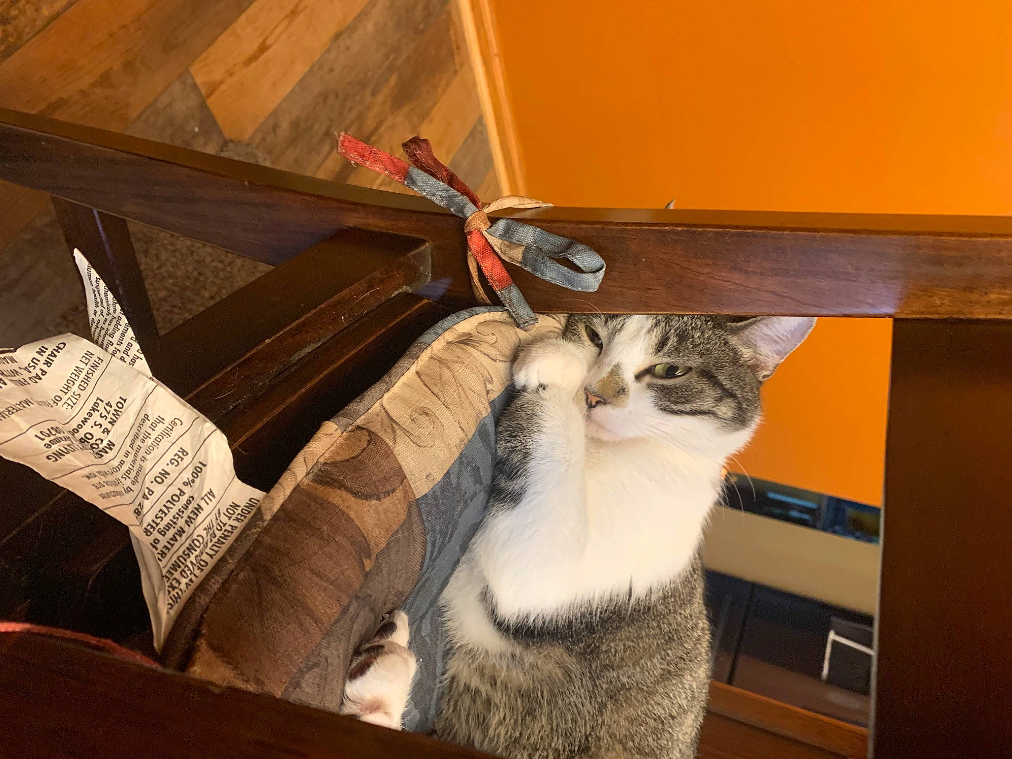 Sadie joined the competition — help win amazing prizes! cardboard, carnivore, cat, ceiling, comfort, domestic_short_haired_cat, felidae, flooring, fur, hardwood, paper_product, paw, room, small_to_medium_sized_cats, tail, whiskers, wood