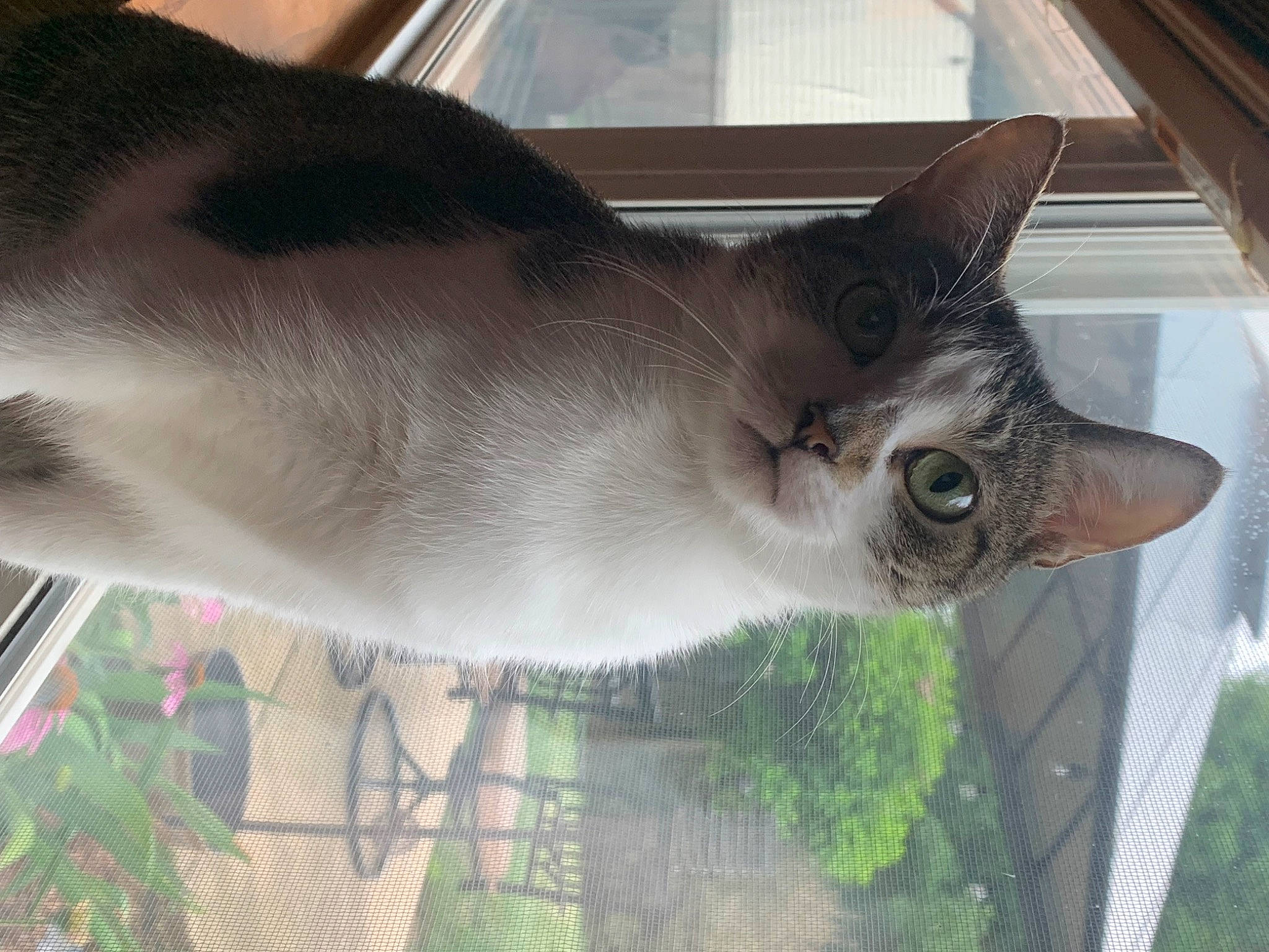 Sadie joined the competition — help win amazing prizes! carnivore, cat, collar, domestic_short_haired_cat, fawn, felidae, fur, grass, grey, plant, siamese, small_to_medium_sized_cats, snout, tail, terrestrial_animal, thai, tree, whiskers, wildlife, window