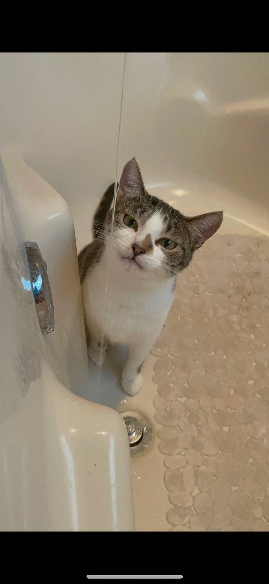 Sadie is registered to the contest to win money with this photo: bathroom, bathroom_sink, box, carnivore, cat, domestic_short_haired_cat, felidae, flooring, fur, paw, plumbing, plumbing_fixture, sink, small_to_medium_sized_cats, tail, tap, whiskers