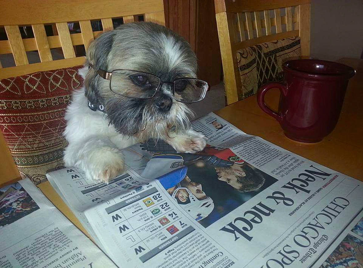 Buddy is registered to the contest to win money with this photo: automotive_tire, carnivore, companion_dog, dog, dog_breed, flooring, font, fur, houseplant, liver, news, newspaper, pekingese, publication, shih_tzu, snout, sporting_group, tableware, toy_dog, whiskers