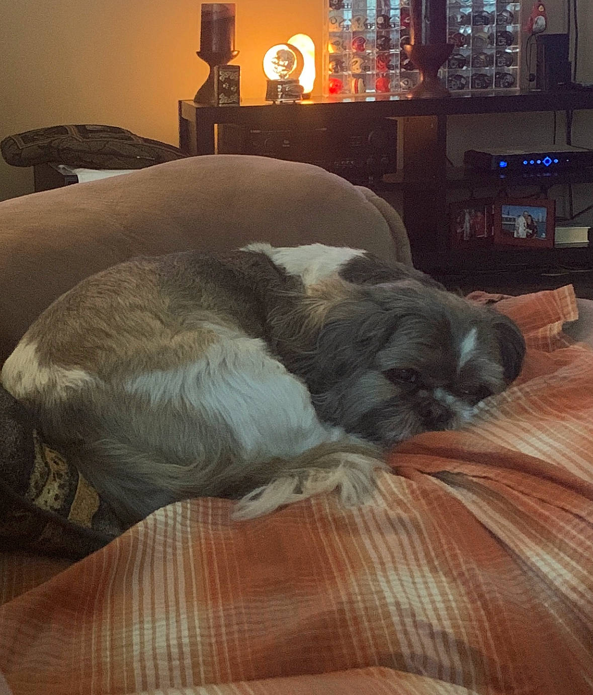 Buddy is registered to the contest to win money with this photo: art, canidae, carnivore, cloud, comfort, companion_dog, couch, dog, dog_breed, felidae, fur, hardwood, nap, room, small_to_medium_sized_cats, snout, tail, toy_dog, whiskers, wood