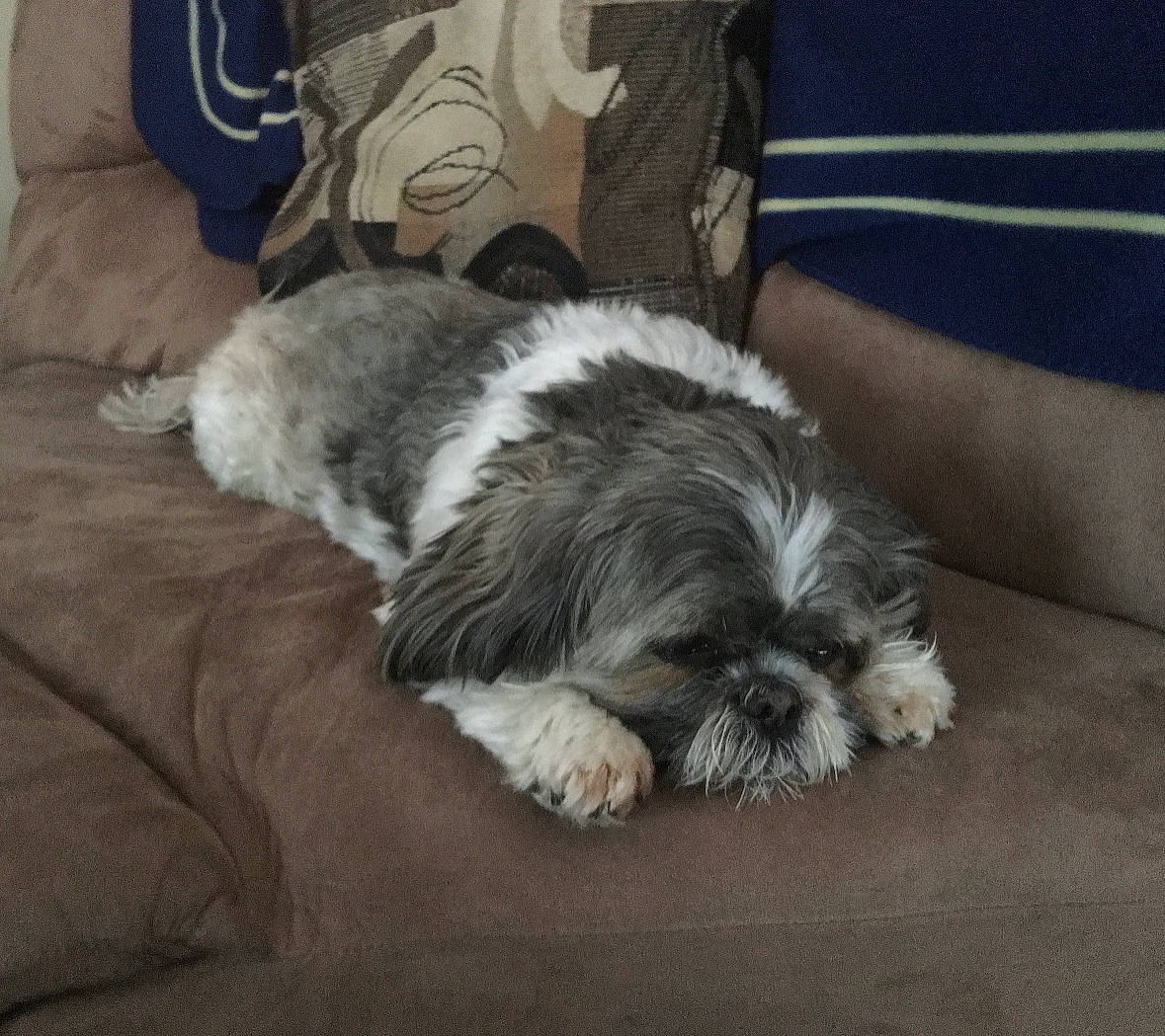 Buddy joined the competition — help win amazing prizes! canidae, carnivore, comfort, companion_dog, dog, dog_breed, fur, liver, maltepoo, nap, shih_poo, shih_tzu, small_terrier, snout, sporting_group, tail, terrestrial_animal, terrier, toy_dog, working_animal