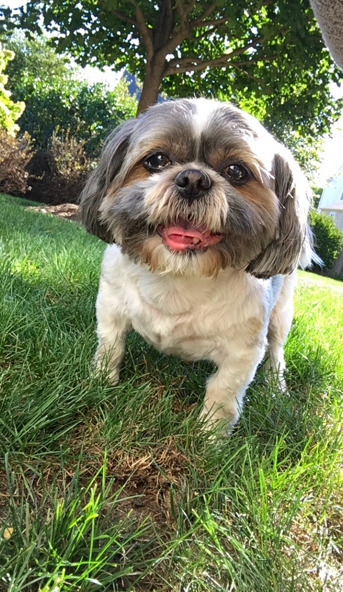 Buddy joined the competition — help win amazing prizes! canidae, carnivore, companion_dog, dog, dog_breed, fawn, fur, grass, liver, plant, shih_tzu, small_terrier, snout, sporting_group, terrestrial_animal, terrier, toy_dog, tree, whiskers, working_animal