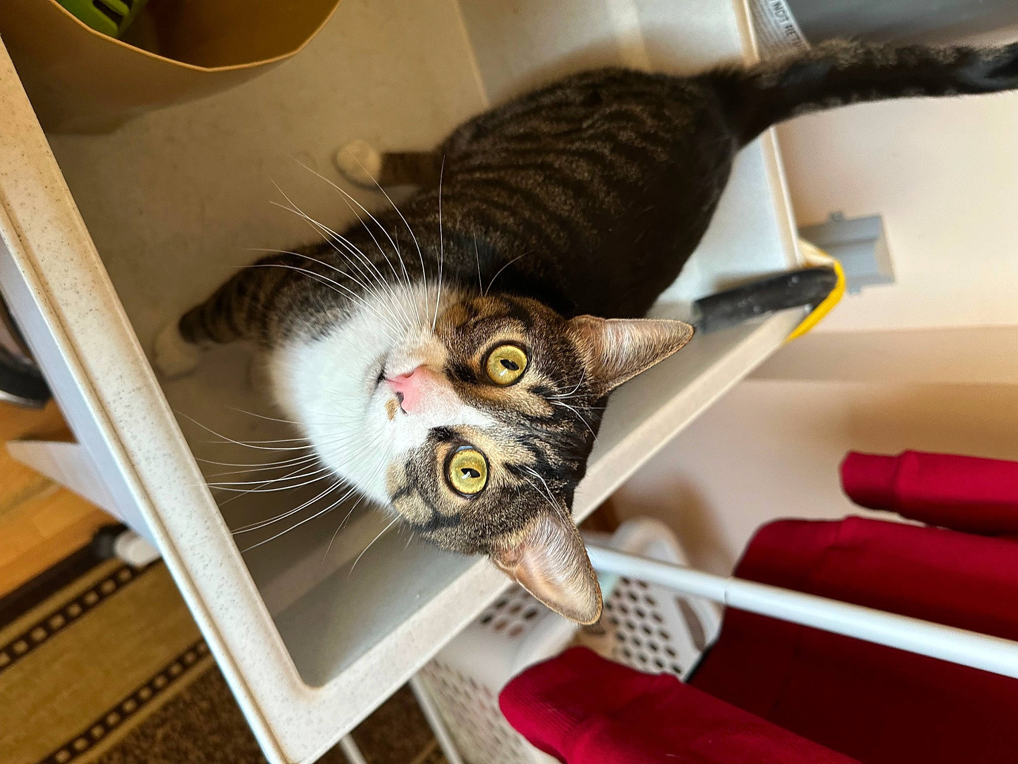 Cameron joined the competition — help win amazing prizes! animal_shelter, carnivore, cat, cat_supply, comfort, domestic_short_haired_cat, felidae, fur, pet_supply, plumbing_fixture, room, shelf, small_to_medium_sized_cats, snout, tail, whiskers