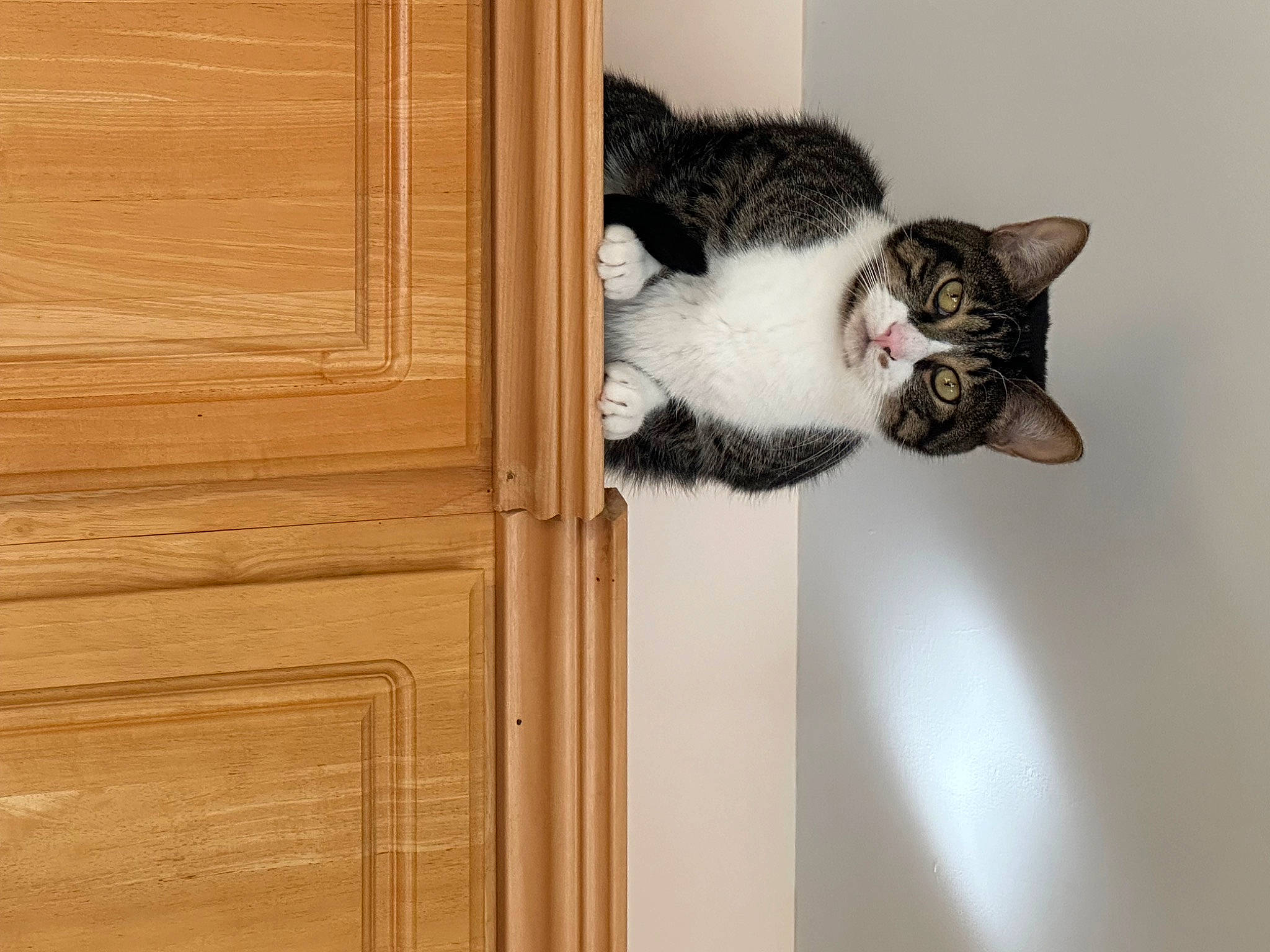 Cameron is registered to the contest to win money with this photo: carnivore, cat, domestic_short_haired_cat, door, felidae, fur, hardwood, home_door, paw, plank, plywood, room, small_to_medium_sized_cats, snout, tail, varnish, whiskers, window, wood, wood_stain