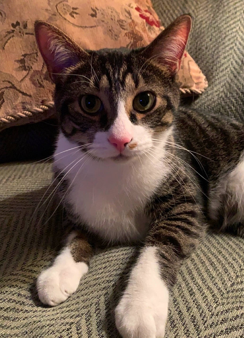 Cameron joined the competition — help win amazing prizes! art, carnivore, cat, claw, comfort, domestic_short_haired_cat, felidae, foot, fur, head, paw, sitting, small_to_medium_sized_cats, snout, tail, terrestrial_animal, whiskers, window