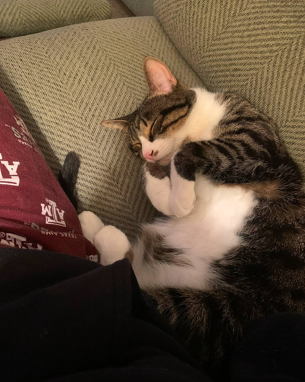 Cameron is registered to the contest to win money with this photo: box, cardboard, carmine, carnivore, cat, cloud, comfort, couch, domestic_short_haired_cat, felidae, fur, grey, paw, sky, small_to_medium_sized_cats, snout, tail, tree, whiskers, wood