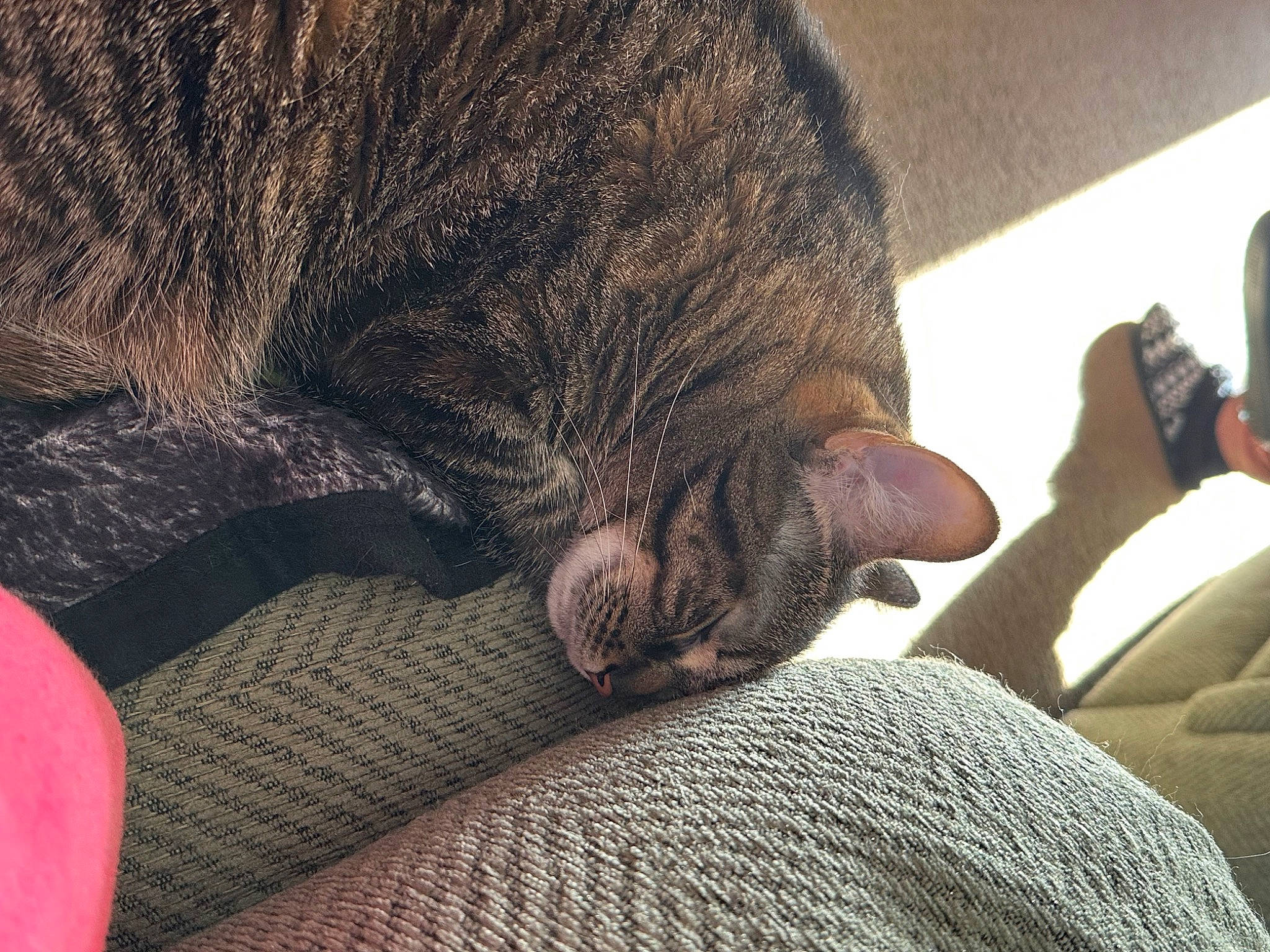 Phoebe is registered to the contest to win money with this photo: carnivore, cat, claw, comfort, domestic_short_haired_cat, felidae, foot, fur, human_leg, leg, linens, nap, small_to_medium_sized_cats, snout, tail, terrestrial_animal, textile, thigh, whiskers, wool