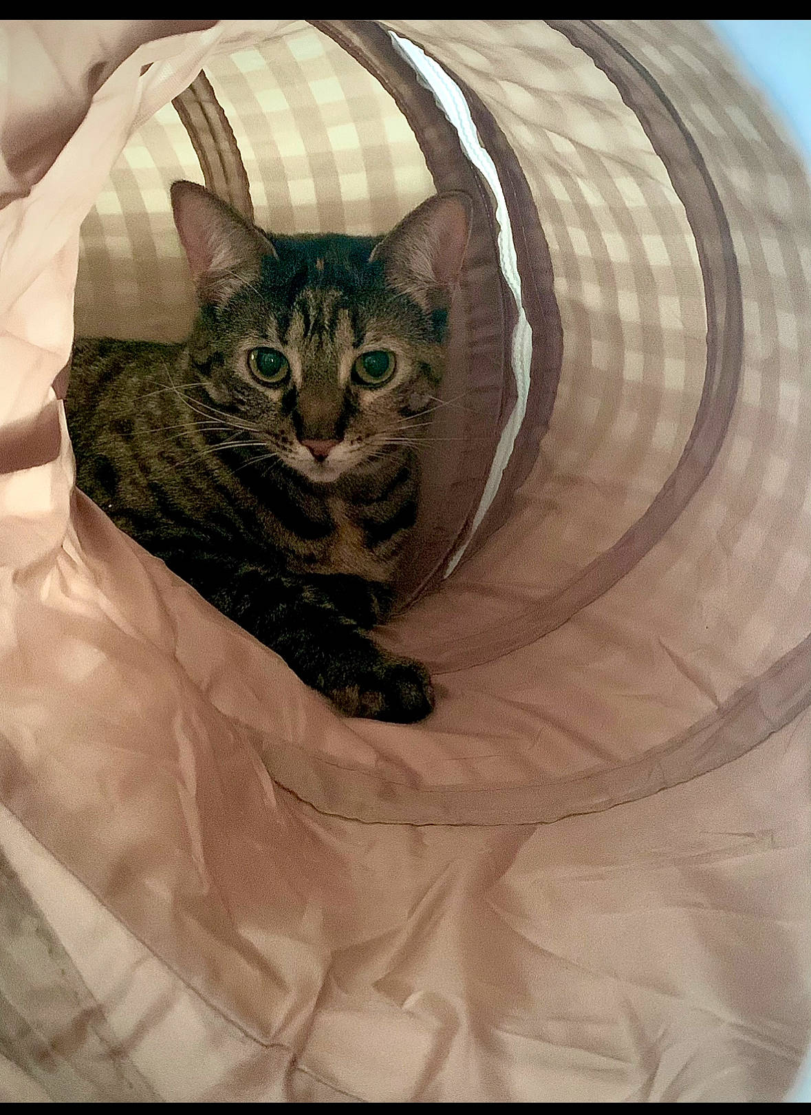 Phoebe joined the competition — help win amazing prizes! bed, carnivore, cat, cat_supply, comfort, domestic_short_haired_cat, door, eye, felidae, fur, grey, pattern, paw, pet_supply, sleeve, small_to_medium_sized_cats, snout, tail, terrestrial_animal, whiskers