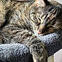 Phoebe is registered to the contest to win money with this photo: animal, cat, close_up, cozy, cute, feline, fur, gray, indoor, nap, peaceful, perch, pet, resting, sleeping, soft, sunlight, tabby, texture, whiskers