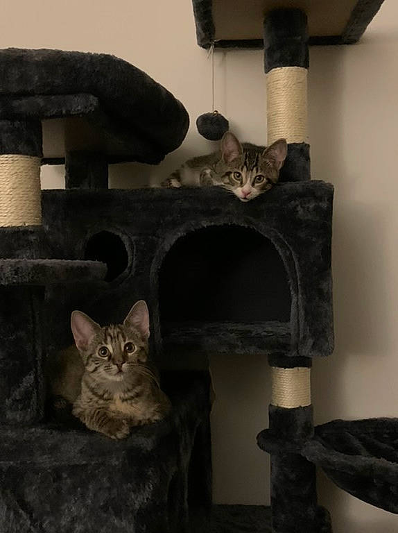 Phoebe joined the competition — help win amazing prizes! black, carnivore, cat, cat_bed, cat_furniture, cat_supply, domestic_short_haired_cat, felidae, fur, grey, pet_supply, room, shelf, shelving, small_to_medium_sized_cats, tail, whiskers, wood