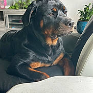 Atlas is registered to the contest to win money with this photo: animal, black_and_tan, canine, companion, cozy, dog, domestic, furniture, houseplant, indoor, leather_chair, living_room, pet, plant, portrait, relaxed, resting, rottweiler, table, thoughtful
