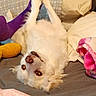 Dior joined the competition — help win amazing prizes! dog, white_dog, upside_down, bed, blanket, plush_toy, pillow, indoor, pet, cute, relaxed, fur, animal, cozy, lying_down, playful, domestic, sleepy, companion, home