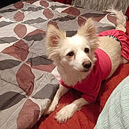 Dior is registered to the contest to win money with this photo: dog, white_dog, pet, bed, bedding, blanket, comforter, pink_clothing, animal, indoor, fur, ears, tail, looking, cute, small_dog, resting, mammal, domestic_animal, fur_clothing