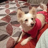 dog, white_dog, pet, bed, bedding, blanket, comforter, pink_clothing, animal, indoor, fur, ears, tail, looking, cute, small_dog, resting, mammal, domestic_animal, fur_clothing