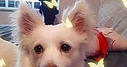 Dior joined the competition — help win amazing prizes! dog, white_dog, pet, animal, indoor, bed, pillow, curious, ears, butterflies, glowing_effect, cozy, furry, small_dog, companion, cute, looking_at_camera, home, curtain, window