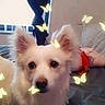 dog, white_dog, pet, animal, indoor, bed, pillow, curious, ears, butterflies, glowing_effect, cozy, furry, small_dog, companion, cute, looking_at_camera, home, curtain, window