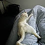 animal, bed, cat, comforter, cozy, domestic, feline, fluffy, furniture, home, indoor, lazy, living_space, pet, quiet, relaxing, resting, sleepy, stretching, white_cat