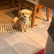 Dozer is registered to the contest to win money with this photo: dog, small_dog, bandana, green_bandana, indoor, rug, round_rug, wooden_chair, chair, cushion, hardwood_floor, floor_mat, pet, sitting, looking_at_camera, cute, tail, paws, shadow, warm_lighting