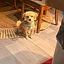 dog, small_dog, bandana, green_bandana, indoor, rug, round_rug, wooden_chair, chair, cushion, hardwood_floor, floor_mat, pet, sitting, looking_at_camera, cute, tail, paws, shadow, warm_lighting
