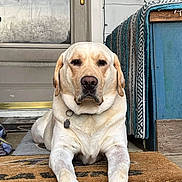 Chase is registered to the contest to win money with this photo: bench, blanket, calm, canine, collar, concrete, dog, domestic_animal, door, front_yard, labrador, lying_down, outside, pet, porch, resting, tag, welcome_mat, wood, yellow_labrador