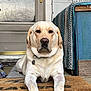 bench, blanket, calm, canine, collar, concrete, dog, domestic_animal, door, front_yard, labrador, lying_down, outside, pet, porch, resting, tag, welcome_mat, wood, yellow_labrador