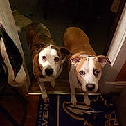 Rocco And Bentley joined the competition — help win amazing prizes! american_pit_bull_terrier, american_staffordshire_terrier, carnivoran, dog, dog_breed, dog_breed_group, dog_like_mammal, pit_bull, snout, whiskers