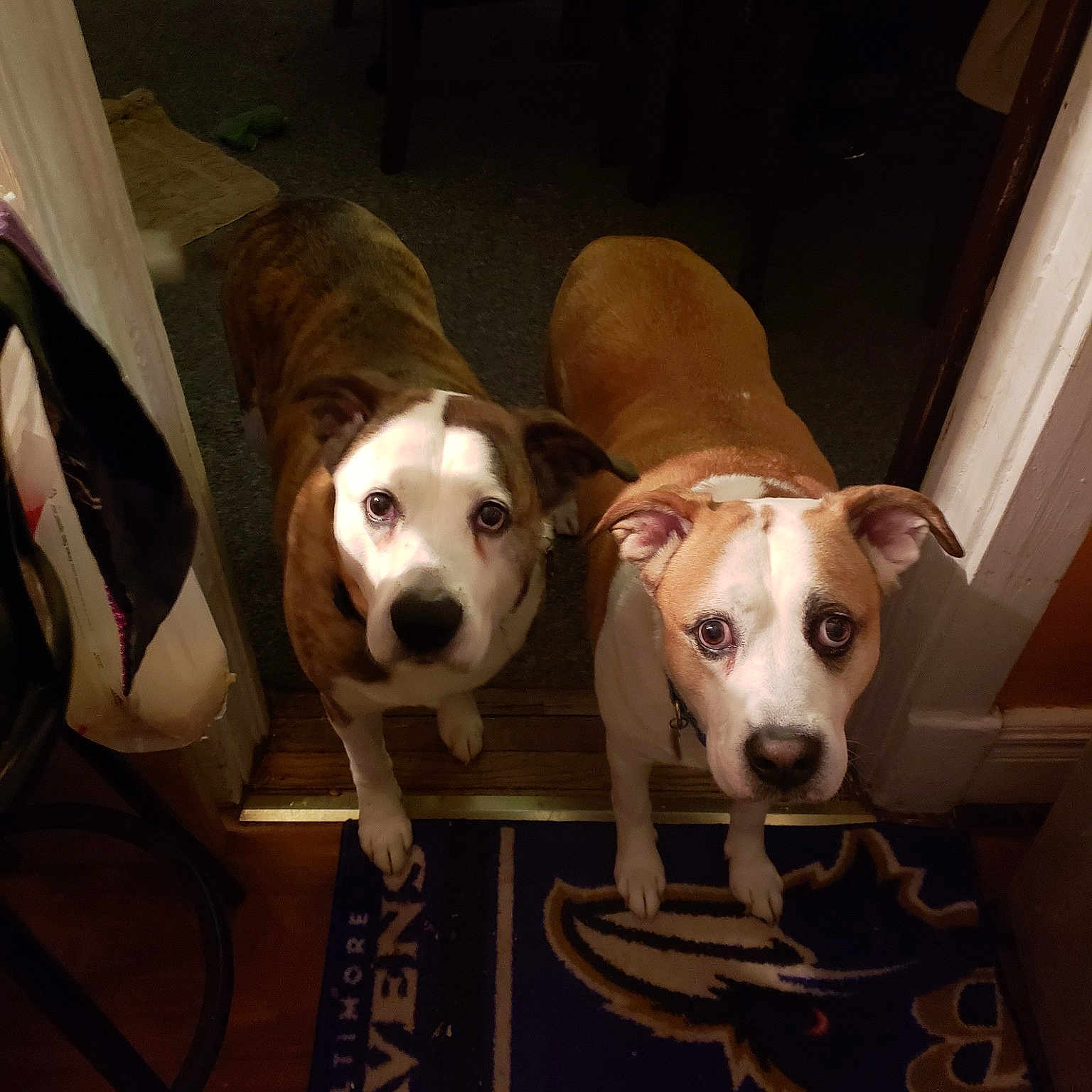 Rocco And Bentley