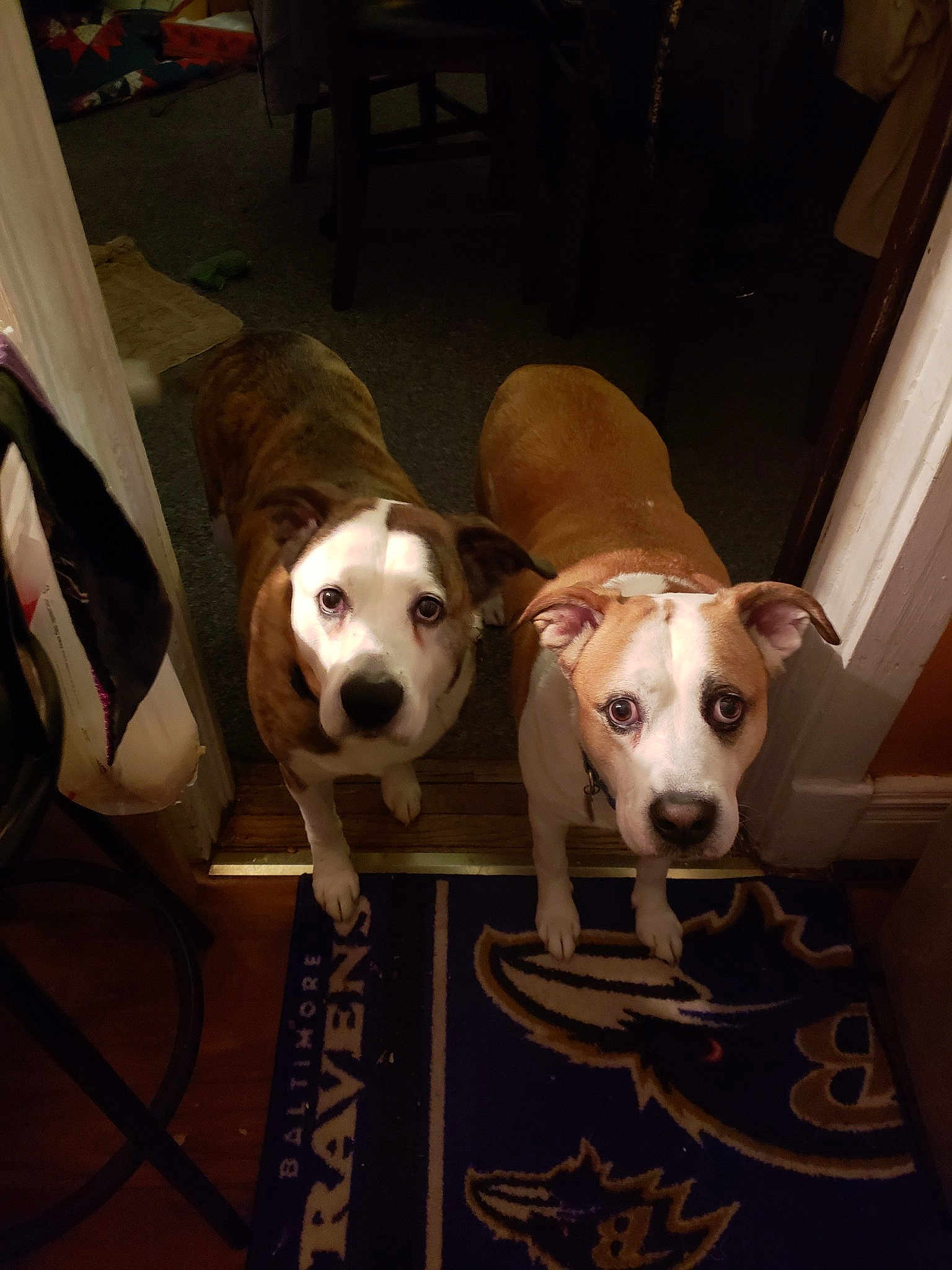 Rocco And Bentley