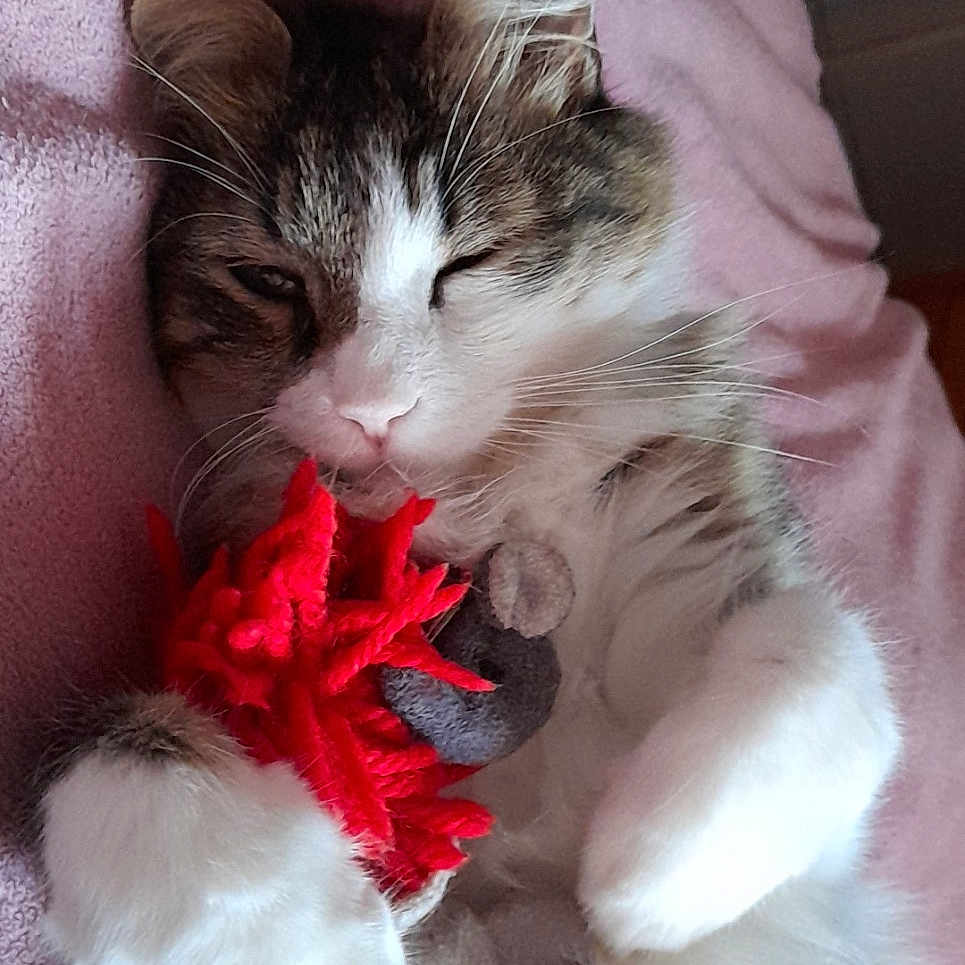 Prapra participe au concours pour gagner de l'argent avec cette photo : accessories, animal, bed, blanket, cat, couch, face, featherboa, furniture, head, indoors, kitten, manx, person, pet, photography, plush, portrait, sleeping, toy