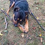 Cucumber joined the competition — help win amazing prizes! dog, canine, chewing, stick, outdoors, grass, leash, harness, paws, black_and_tan, playful, autumn_leaves, snout, ears, nose, ground, nature, pet, portrait, fetch
